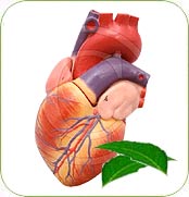 Neem and Heart Disease