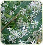 Neem Flower